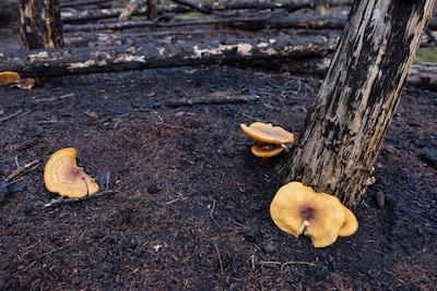 Bijzonder natuurfenomeen Clinge: na bosbrand verschijnen 62 unieke soorten paddenstoelen