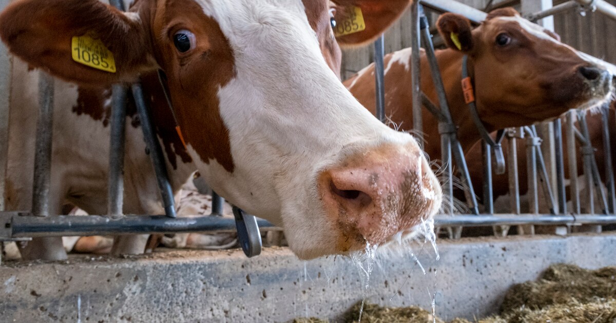 Veedieren schuimbekken door de hitte: ‘Voor een koe is dit geen leuke zomer’
