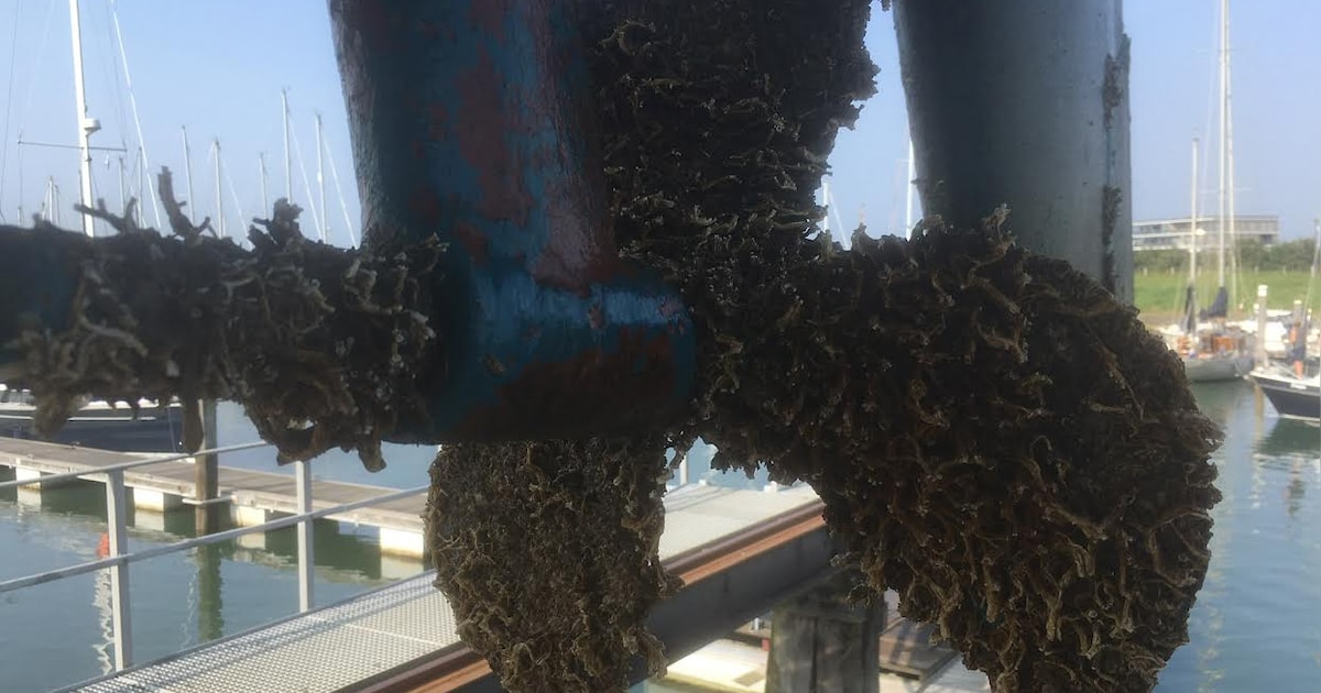 De trompetkalkkokerworm maakt watersporters het leven zuur en het diertje lijkt Zeeland steeds leuke