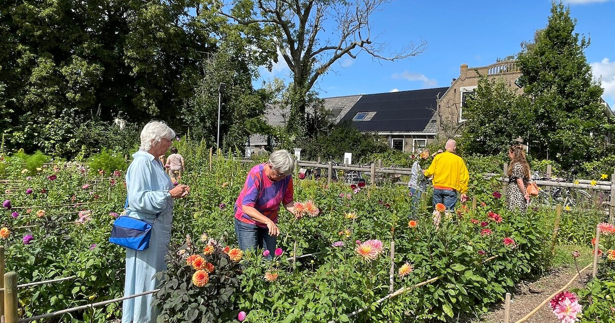 Van zonnebloem tot geranium: hier in Vlaardingen komt een plantjesmarkt