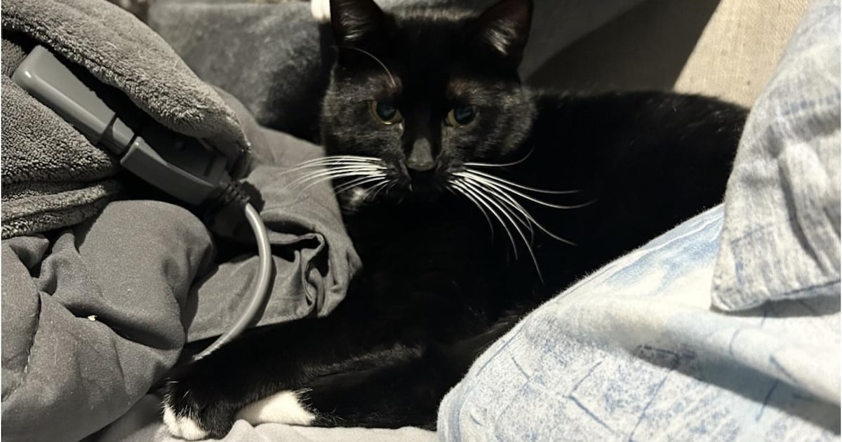 Heb jij Harley, Lovie of Nox gezien? Deze vier huisdieren worden in Veere vermist