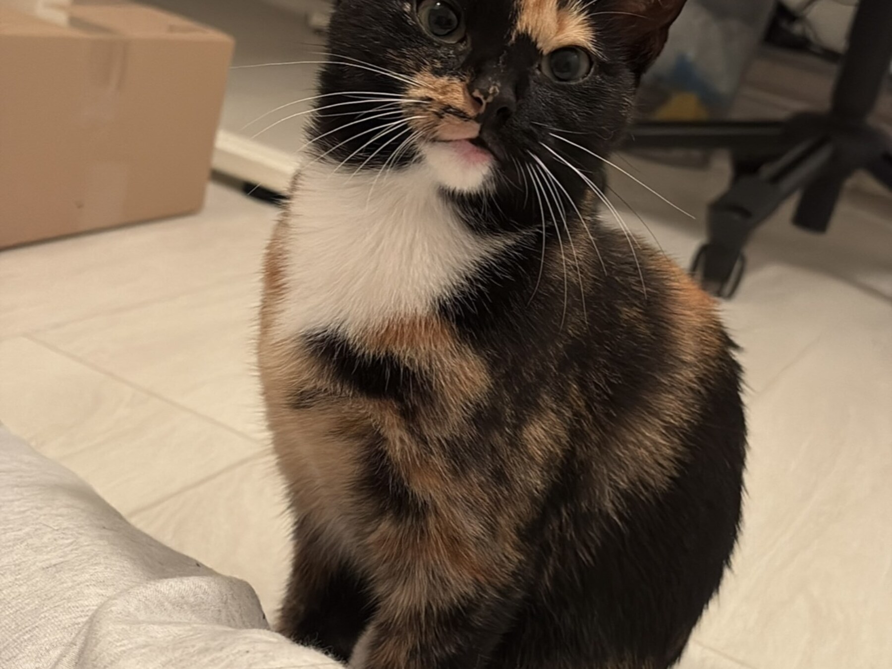 Heb jij Joe of Coco gezien? Deze twee huisdieren worden in Goes vermist