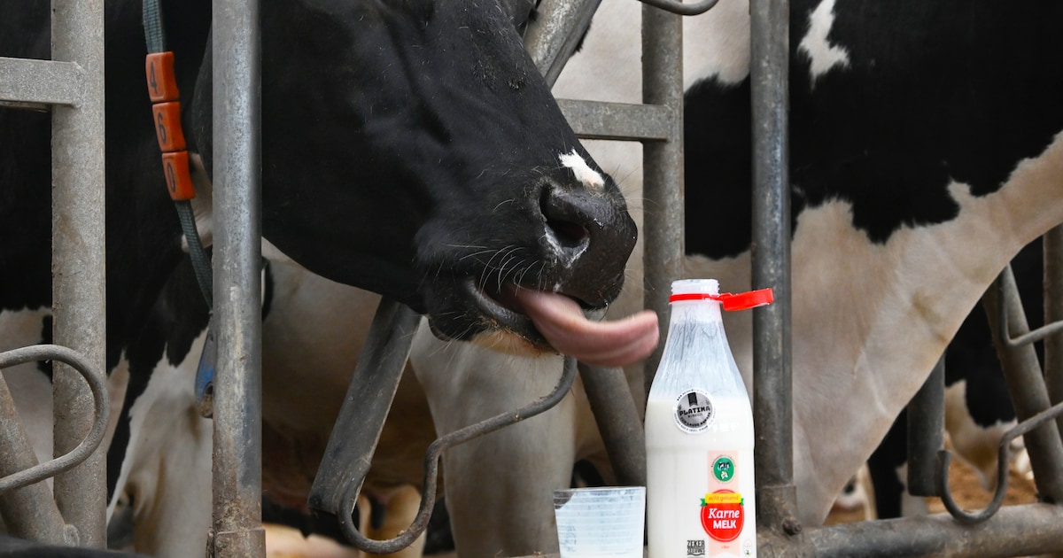 Nederlander drinkt nog amper karnemelk, maar voor die van Schellach wil je wel in de rij staan