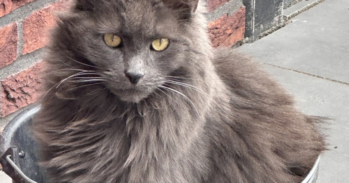 Heb jij Storm of Marley gezien? Deze twee huisdieren worden in Reimerswaal vermist