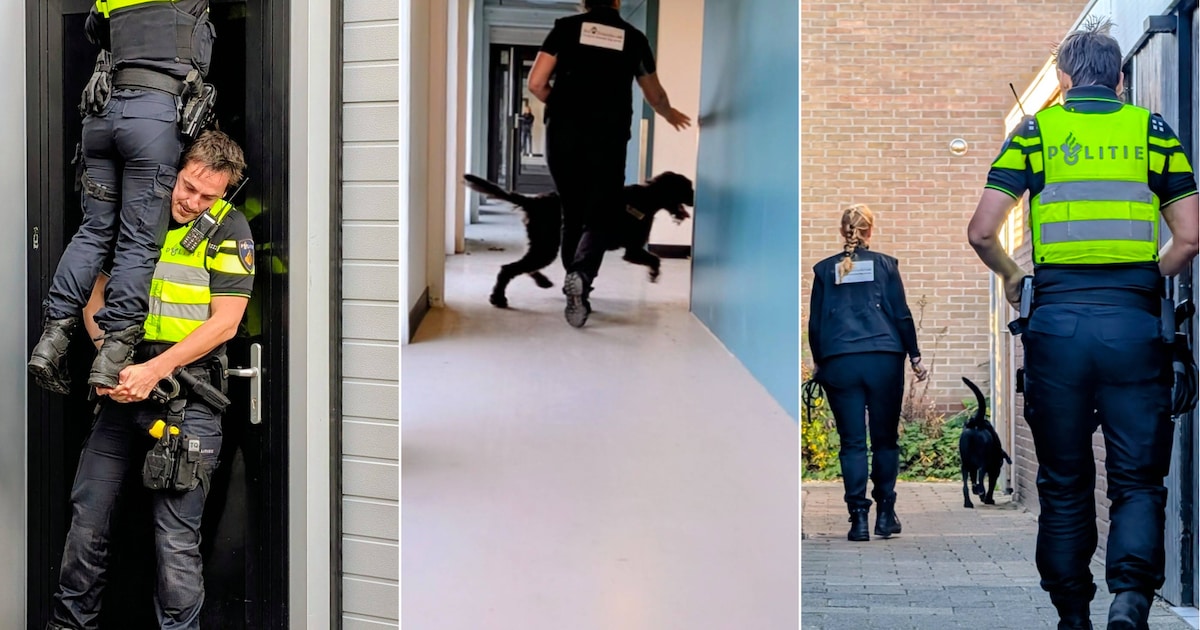 Vuurwerkhonden in actie op Walcheren: ‘Een explosie kan een halve flat verwoesten’