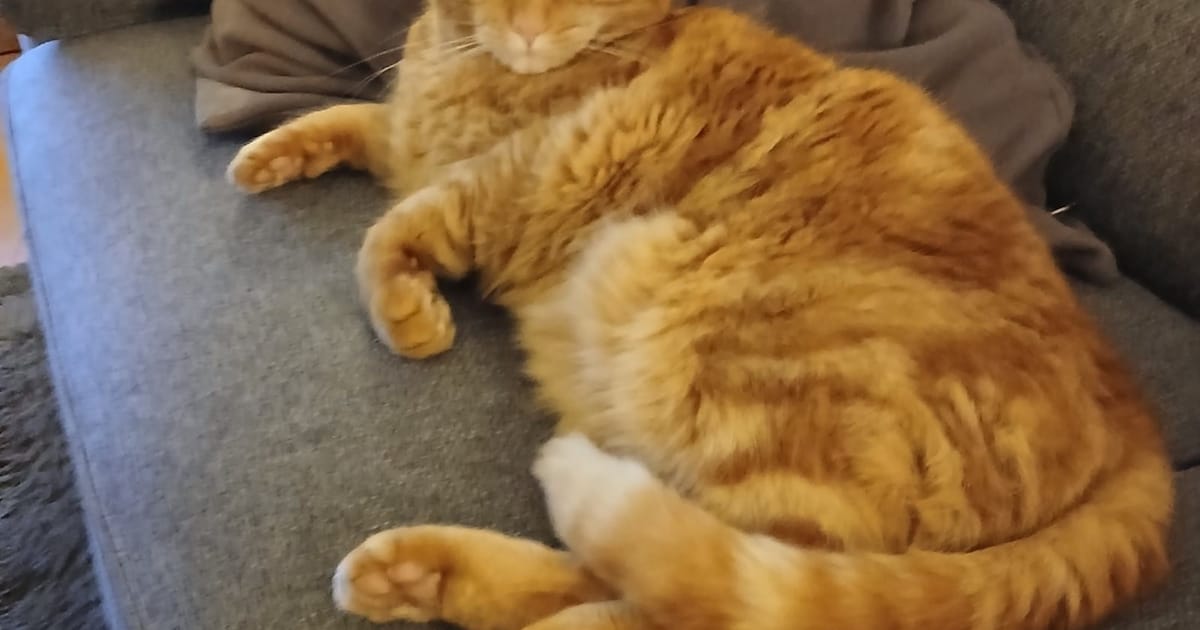 Heb jij Faye of Benjo gezien? Deze 2 huisdieren worden in Middelburg vermist
