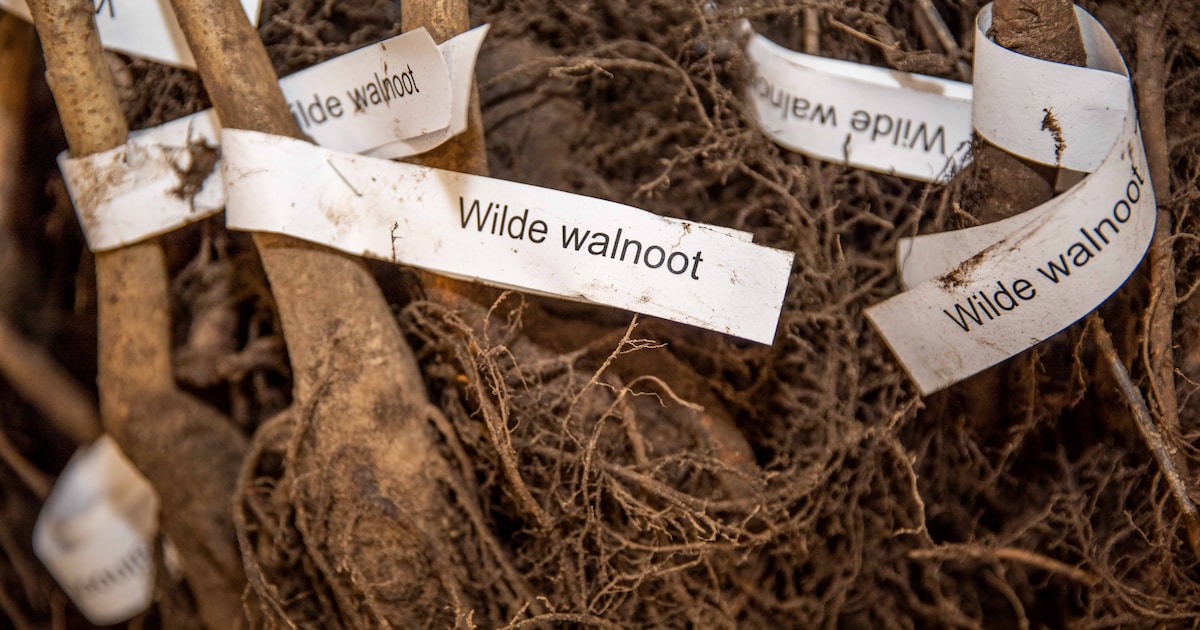 Ophaaldag boompjesactie in Terneuzen