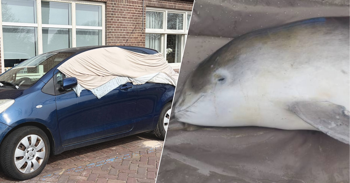 Alleen de échte nieuwsfanaat maakt deze quiz foutloos