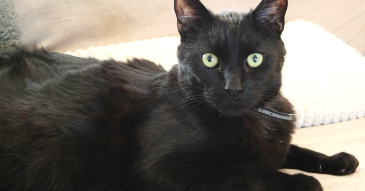 Heb jij Pepsi of Bagheera gezien? Deze twee huisdieren worden in Breda vermist