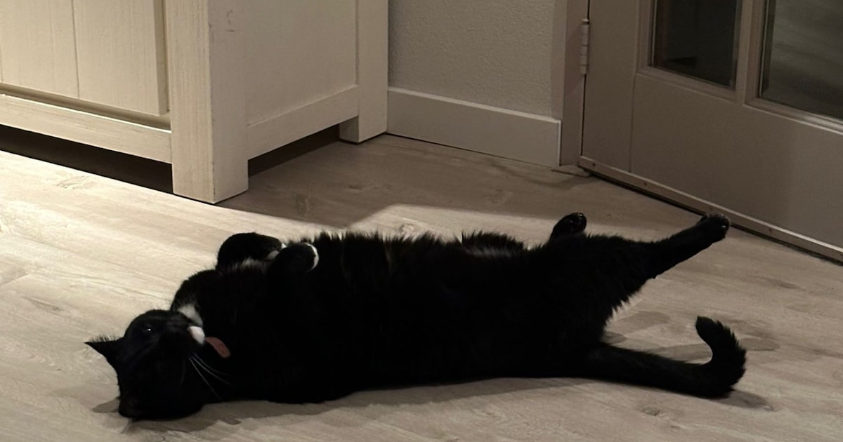 Heb jij Tijgertje, Chester of Charlie gezien? Deze zes huisdieren worden in Goes vermist