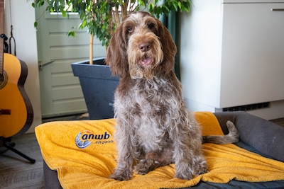 Tinus is momenteel de bekendste hond van Nederland: ‘Hij is gek op applaus’