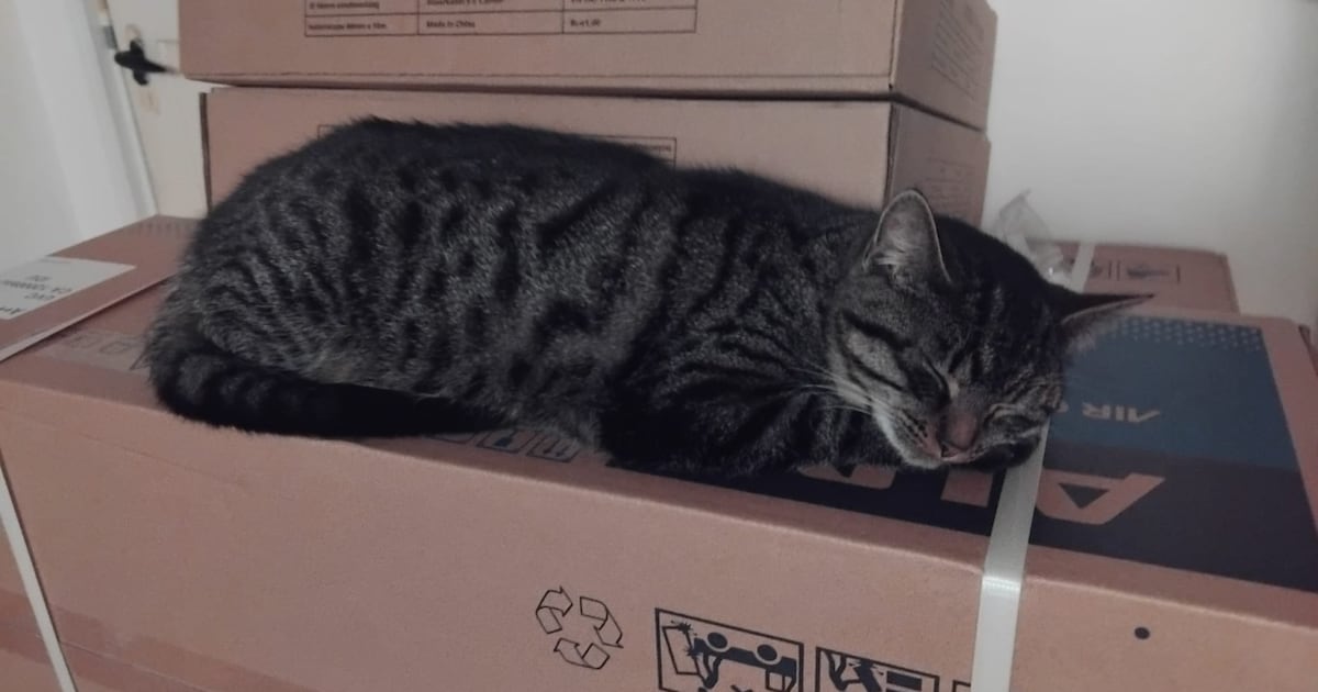 Heb jij Sokkie gezien? Dit huisdier wordt in Noord-Beveland vermist