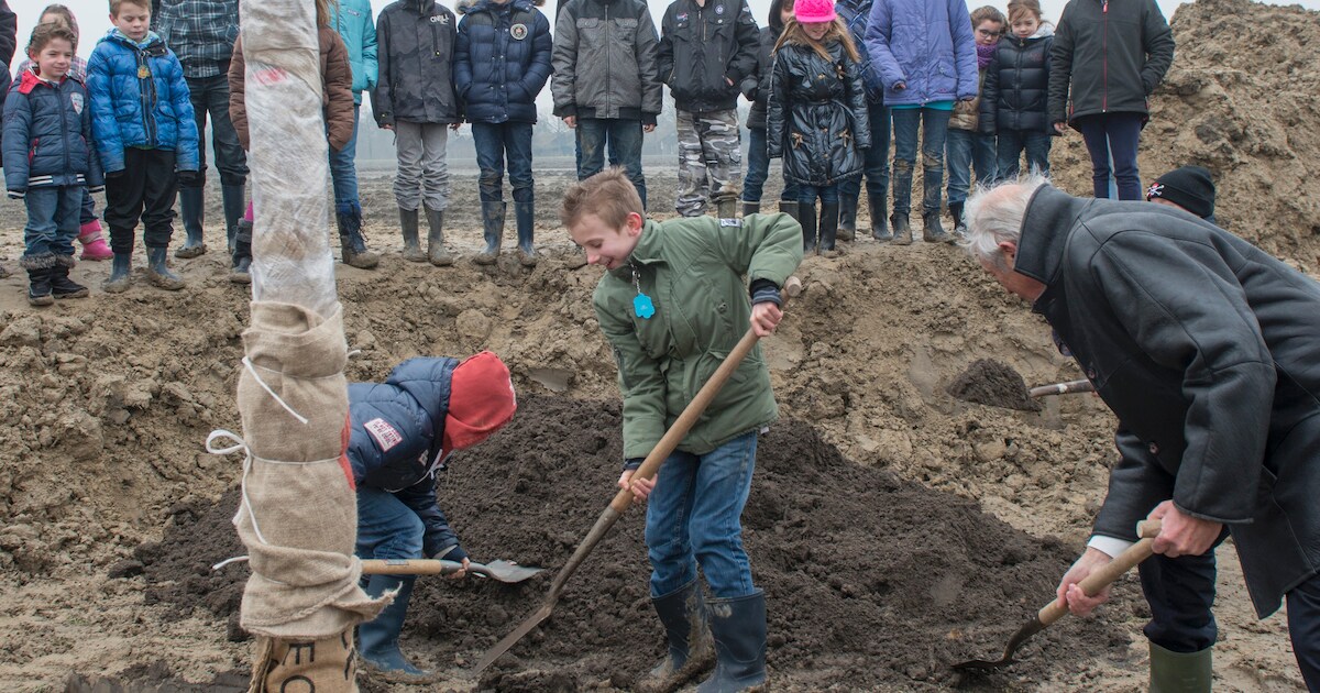 Eerste Schouwse koningslinde in Ellemeet