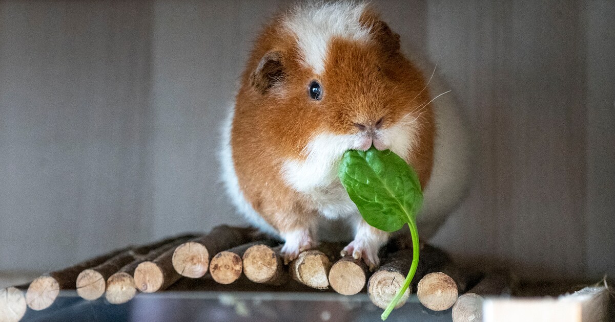 Gedumpte cavia's leven als God in Frankrijk in opvanghuis Hulst | Regio ...