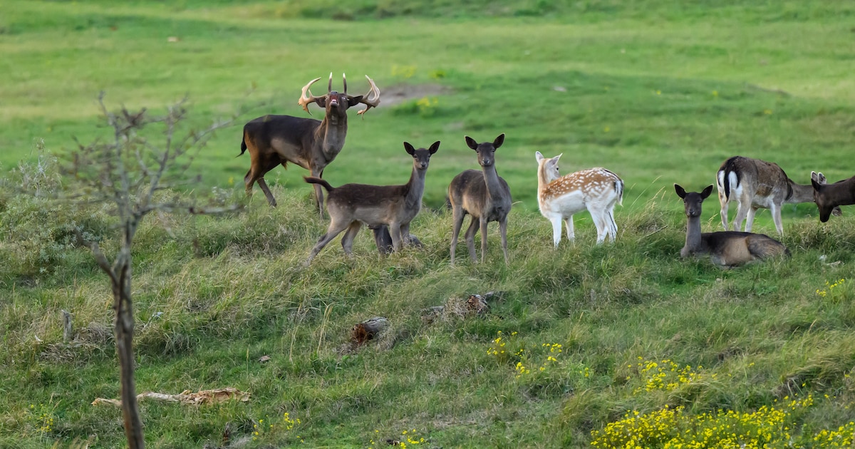 Zeeuwse damherten afschieten mag vanaf 1 november alleen nog overdag in natuurgebieden