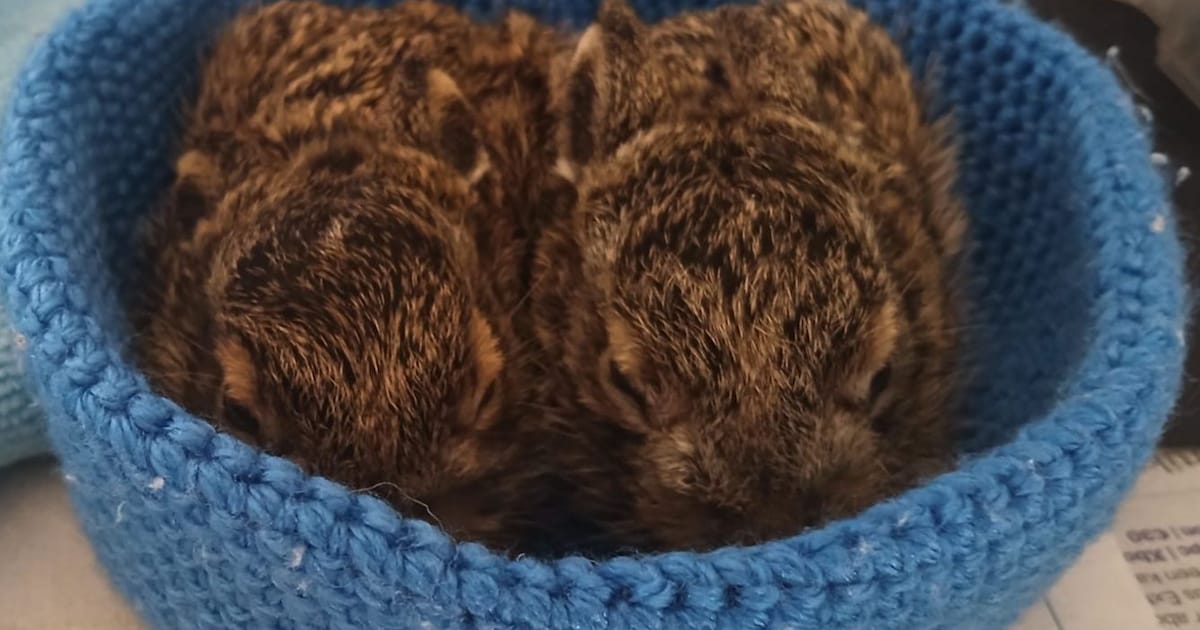 Wandelaars redden verzwakte babyhaasjes bij het klimbos in Westenschouwen: ‘Een heldendaad’