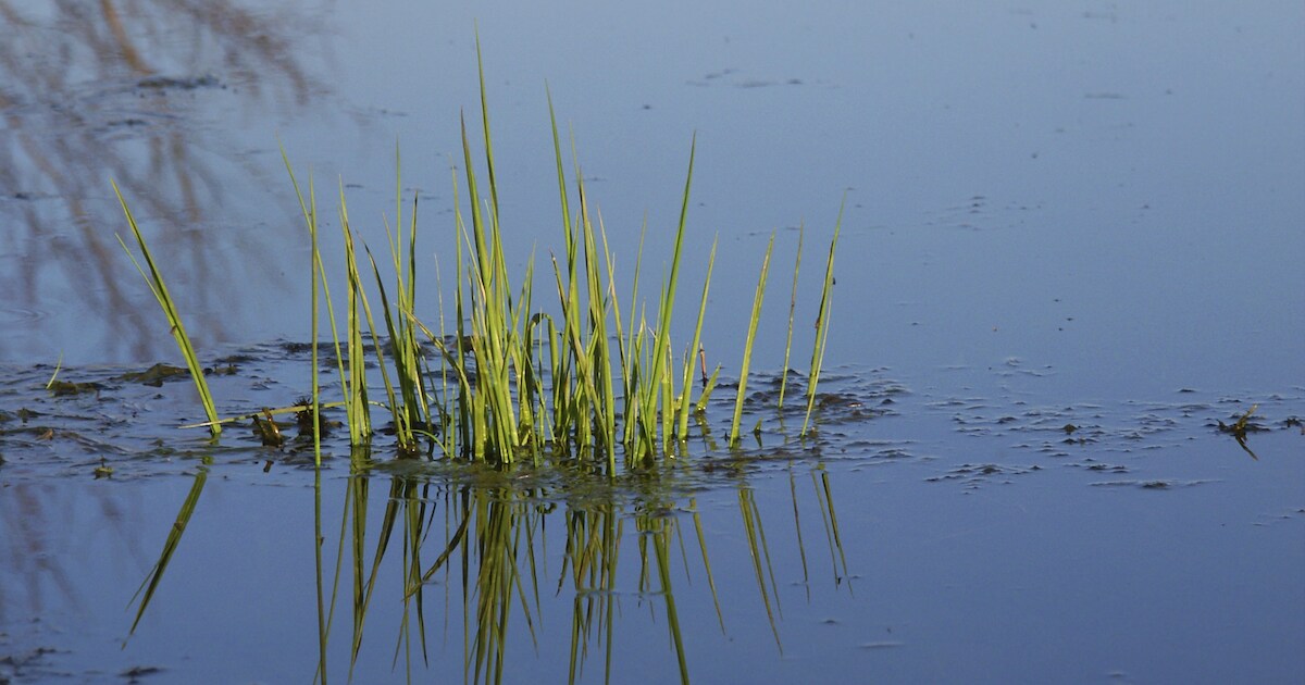 Natuuroevers voor watergang in Welzinge
