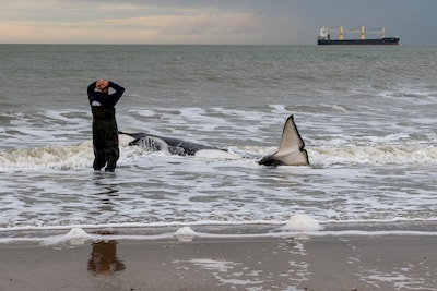 Reddingsteam Zeedieren Nederland ontvangt De Groene Stimulans