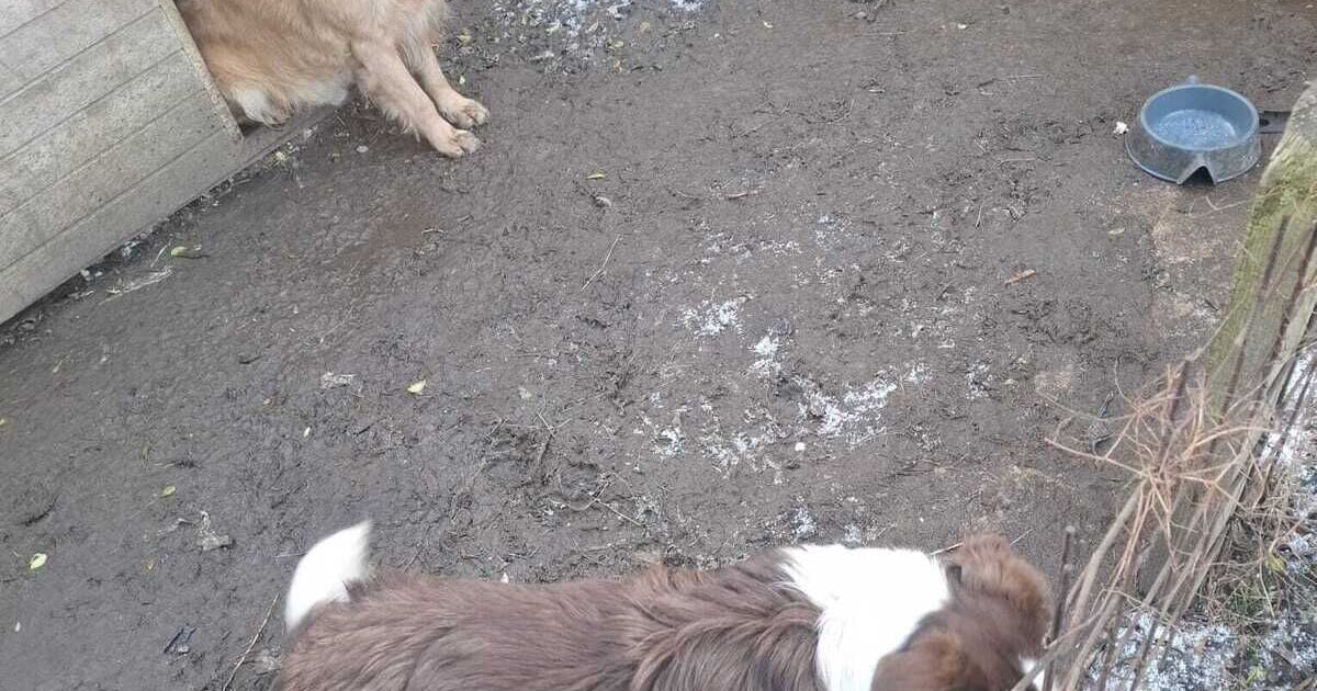 “Ze zaten tussen hun eigen uitwerpselen”: politie neemt twee verwaarloosde honden in beslag in Ekere