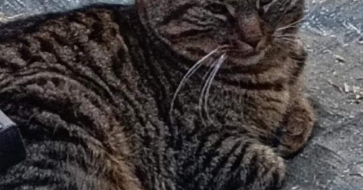 Heb jij Jazz of Samson gezien? Deze twee huisdieren worden in Middelburg vermist