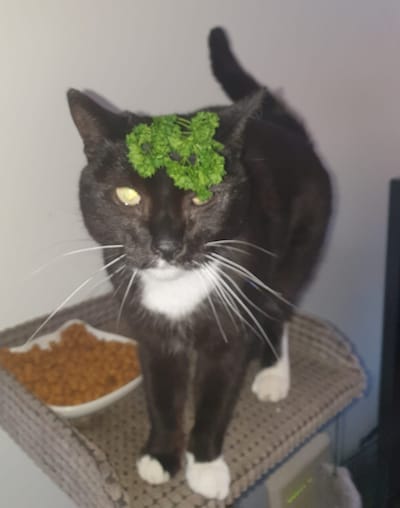 Heb jij Pepper gezien? Dit huisdier wordt in Tholen vermist