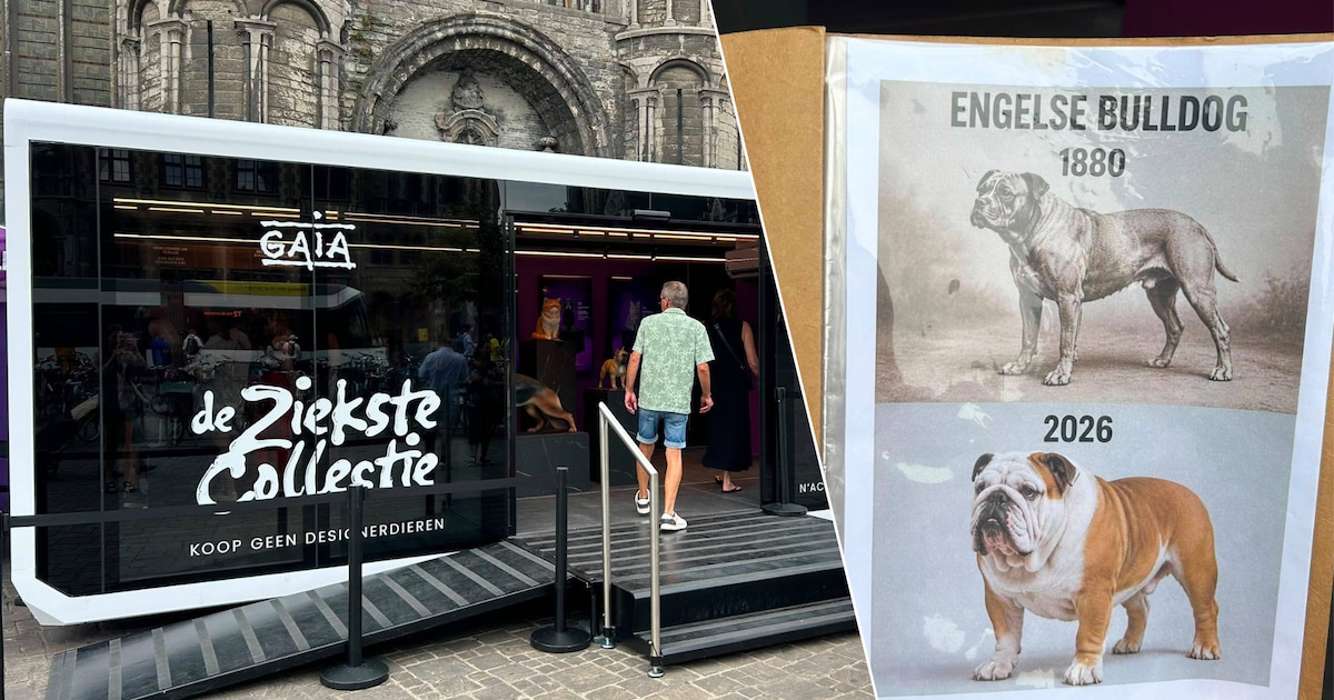 GAIA voert actie op Korenmarkt tegen fokken ‘hypertypes’: “Van korte snuiten tot geplooide oren: uit