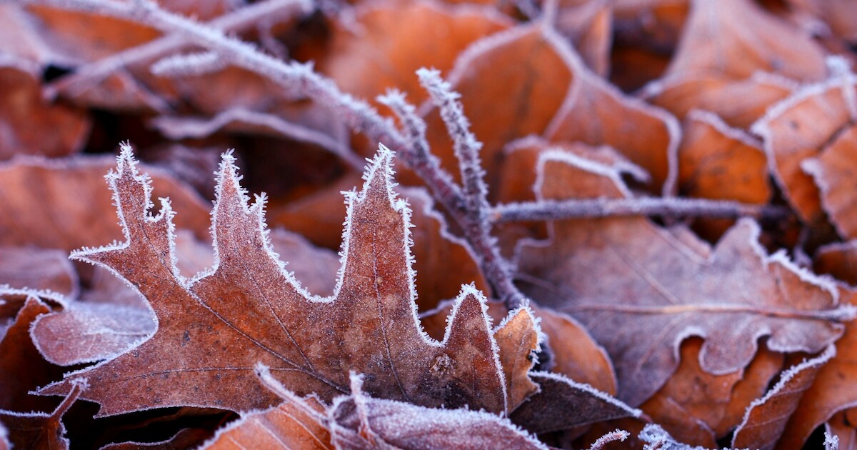 24 november: Winterfair in Dorpshuis Ellemeet