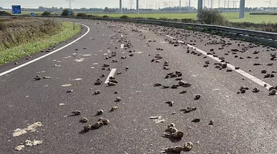 Boer verliest twee ton bieten bij Goes, weg blijft nog uren afgesloten