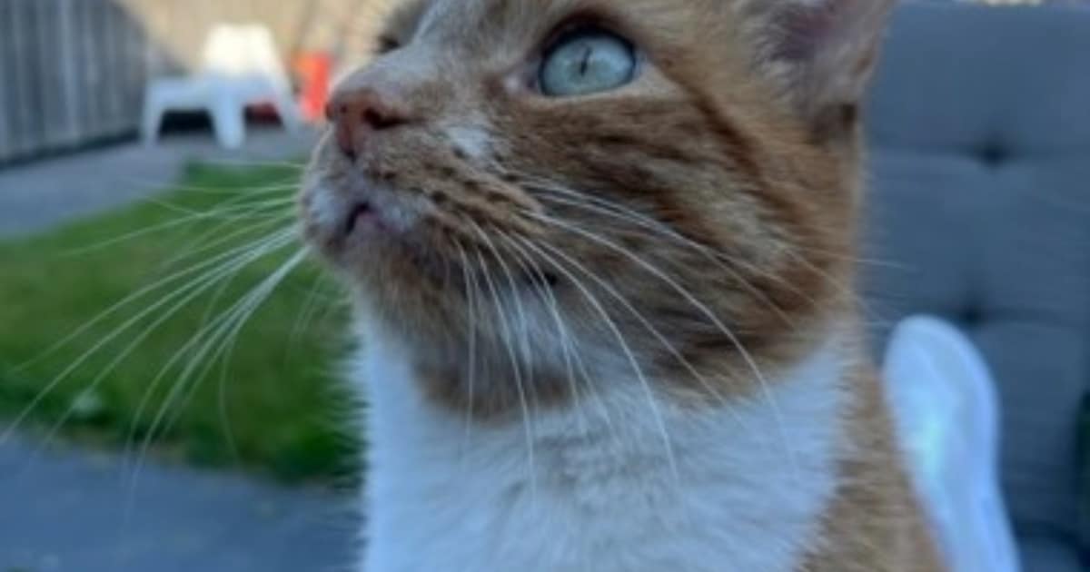 Heb jij Tijger gezien? Dit huisdier wordt in Goeree-Overflakkee vermist