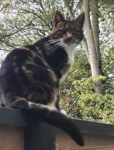 Heb jij Sammy, Romy of Noxy gezien? Deze drie huisdieren worden in Tholen vermist