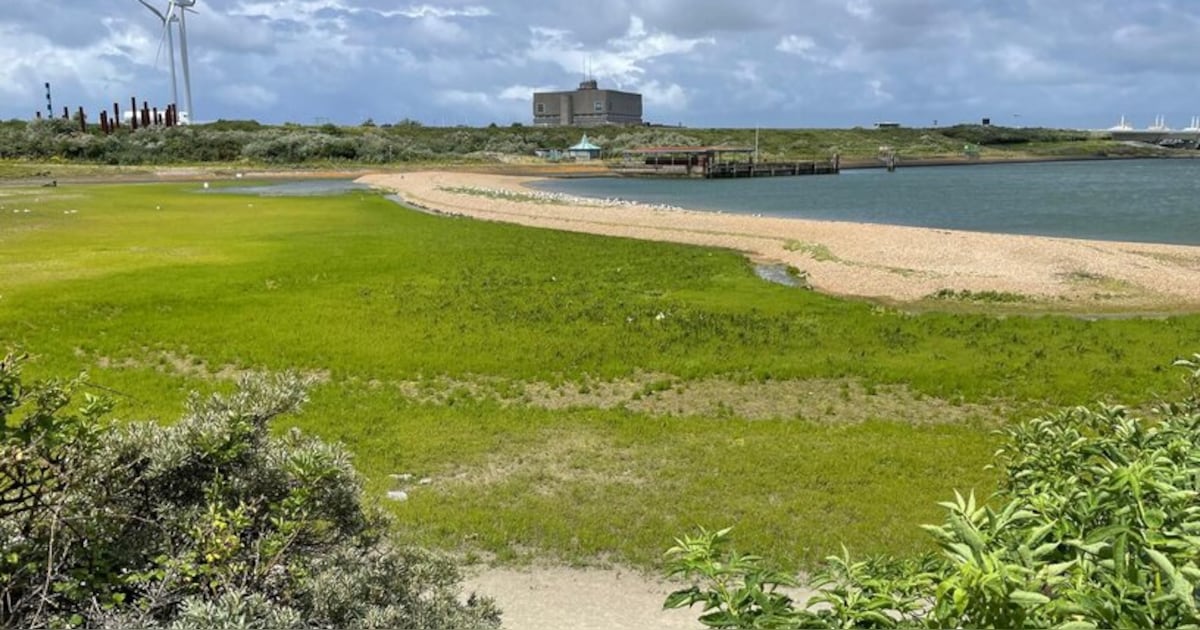 Opnieuw discussie over snijden van zeegroenten ‘We zijn volledig doorgeschoten’