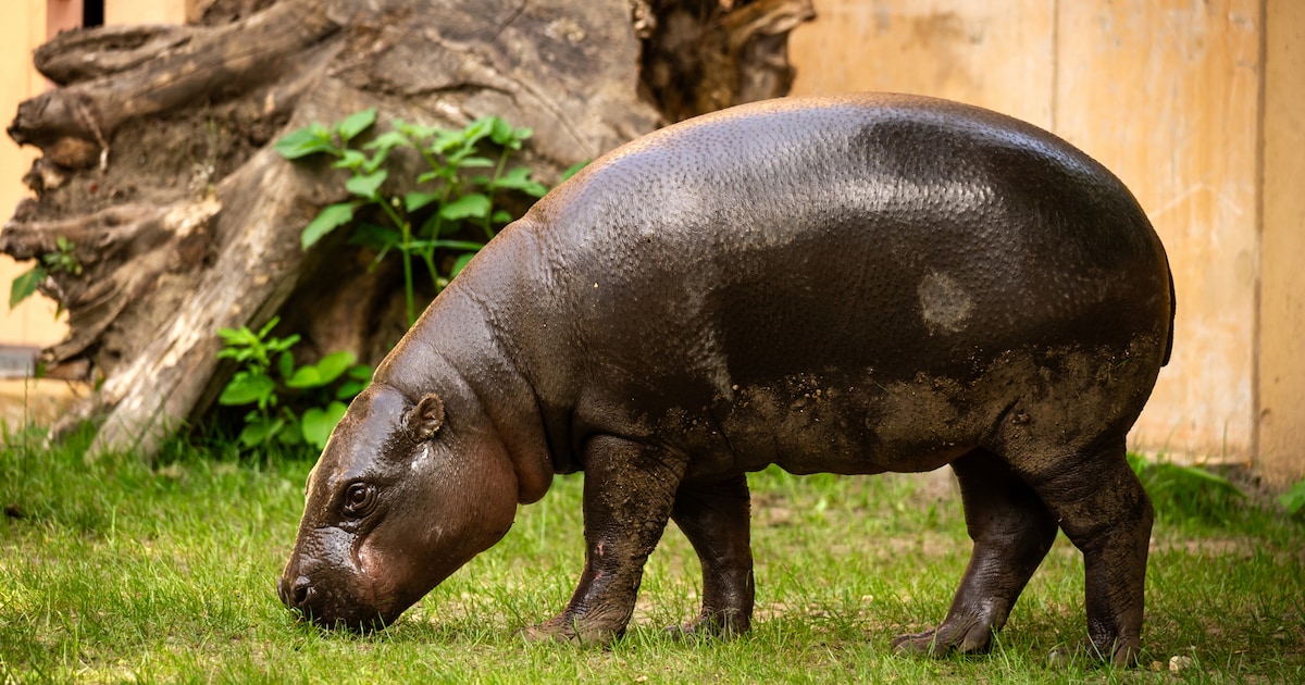 Dwergnijlpaard Nimba (2) onverwacht overleden in Zoo Antwerpen: “Donderslag bij heldere hemel”