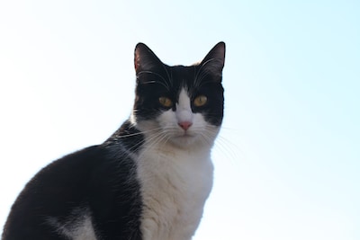 Heb jij Dusty of Mila gezien? Deze twee huisdieren worden in Tholen vermist