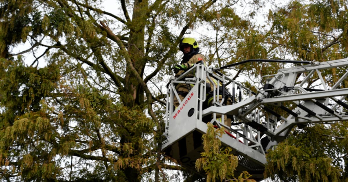 Omgewaaide bomen en twee auto’s onder water door storm Benjamin in Zeeland