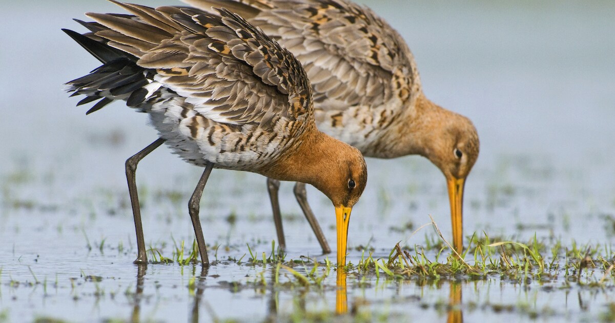 Natuurmonumenten dekt de tafel voor de grutto bij Sinoutskerke