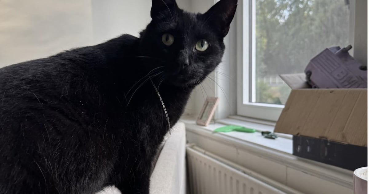 Heb jij Stiene, Pika of Winnie gezien? Deze zeven huisdieren worden in Terneuzen vermist