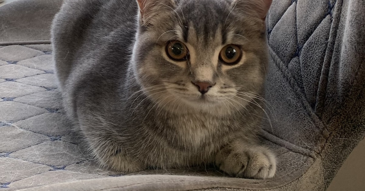Heb jij Tommy of Sisi gezien? Deze twee huisdieren worden in Borsele vermist