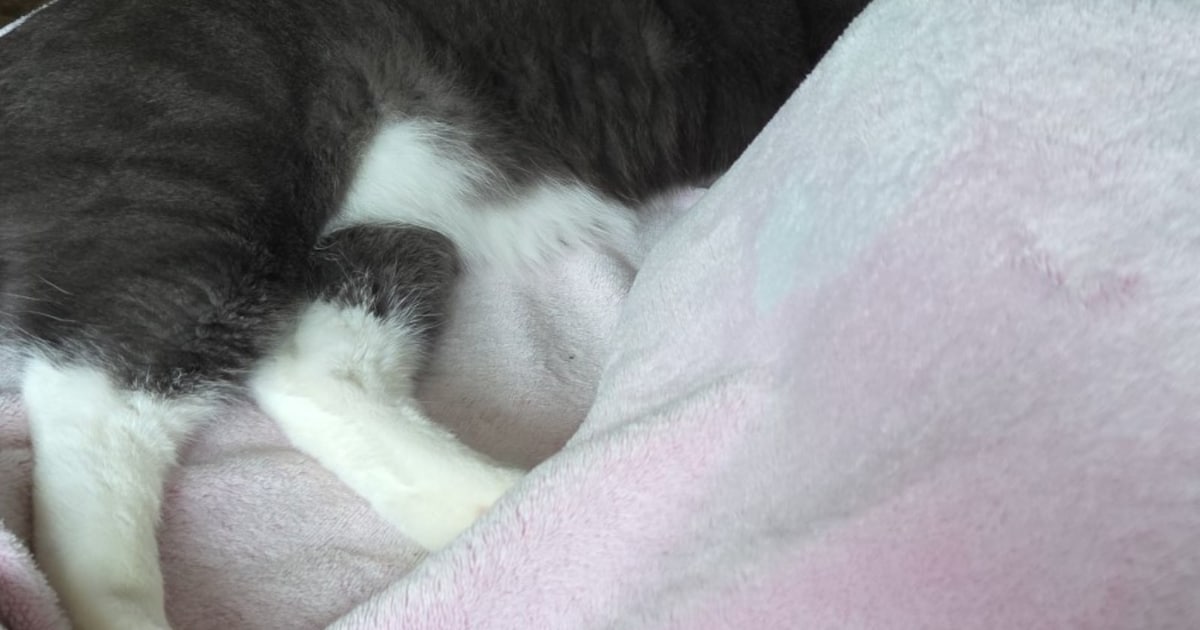 Heb jij Pluis gezien? Dit huisdier wordt in Bergen op Zoom vermist