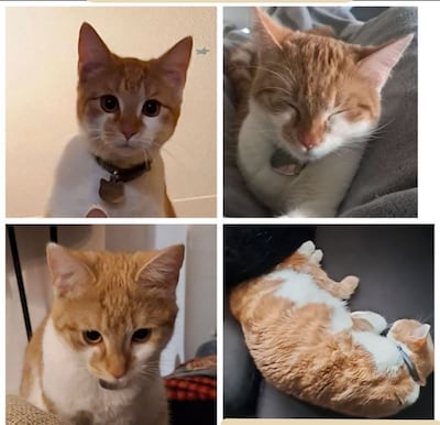 Heb jij Simba gezien? Dit huisdier wordt in Tholen vermist