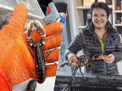 Goed nieuws uit de Oosterschelde: er kruipen weer heel veel jonge kreeftjes rond