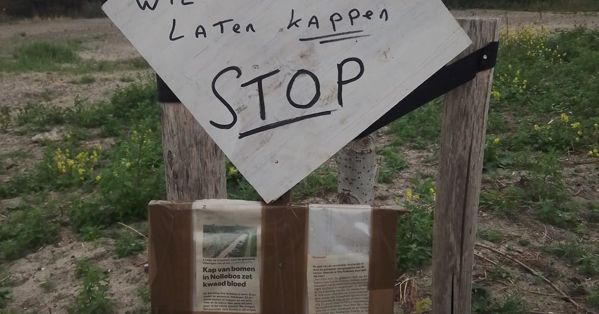 22 bomen in Nollebos zijn gered, maar het duinlandschap blijft
