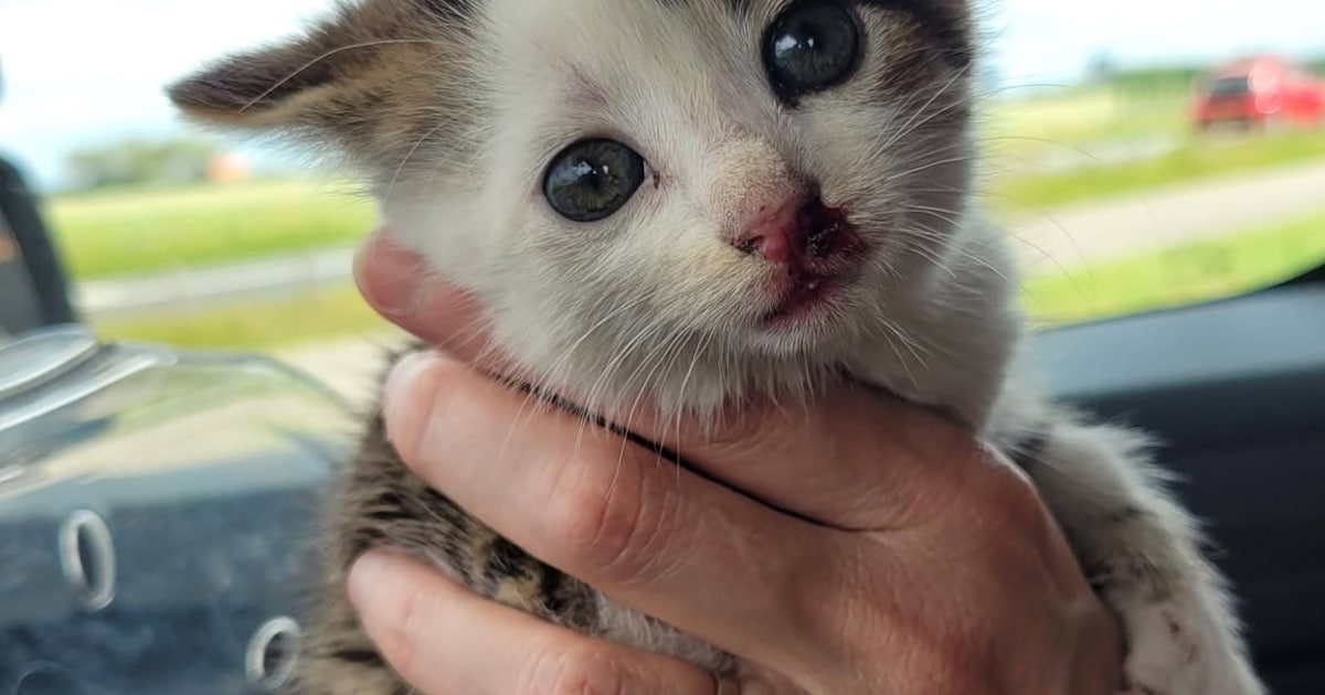 Gewonde kitten aangetroffen op Zeelandbrug