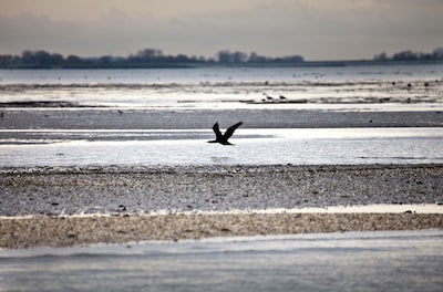 Staatsbosbeheer neemt deelnemers mee door slikken en schorren bij Sint-Annaland