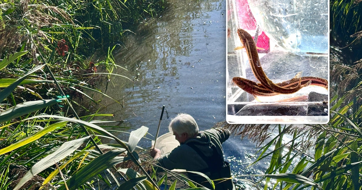 500 bedreigde ‘grote modderkruipers’ losgelaten in Bourgoyen in Gent: “Biodiversiteit herstelt zichz