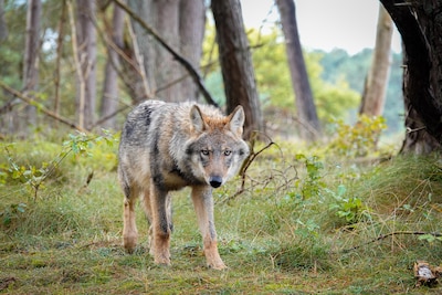 Ruim 400 boeren krijgen subsidie voor wolfwerende rasters