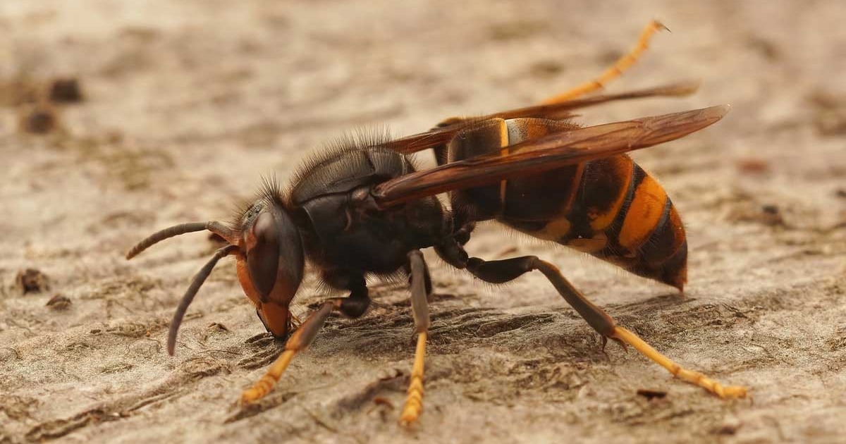 Informatieavond Aziatische hoornaar in Nieuw- en Sint Joosland