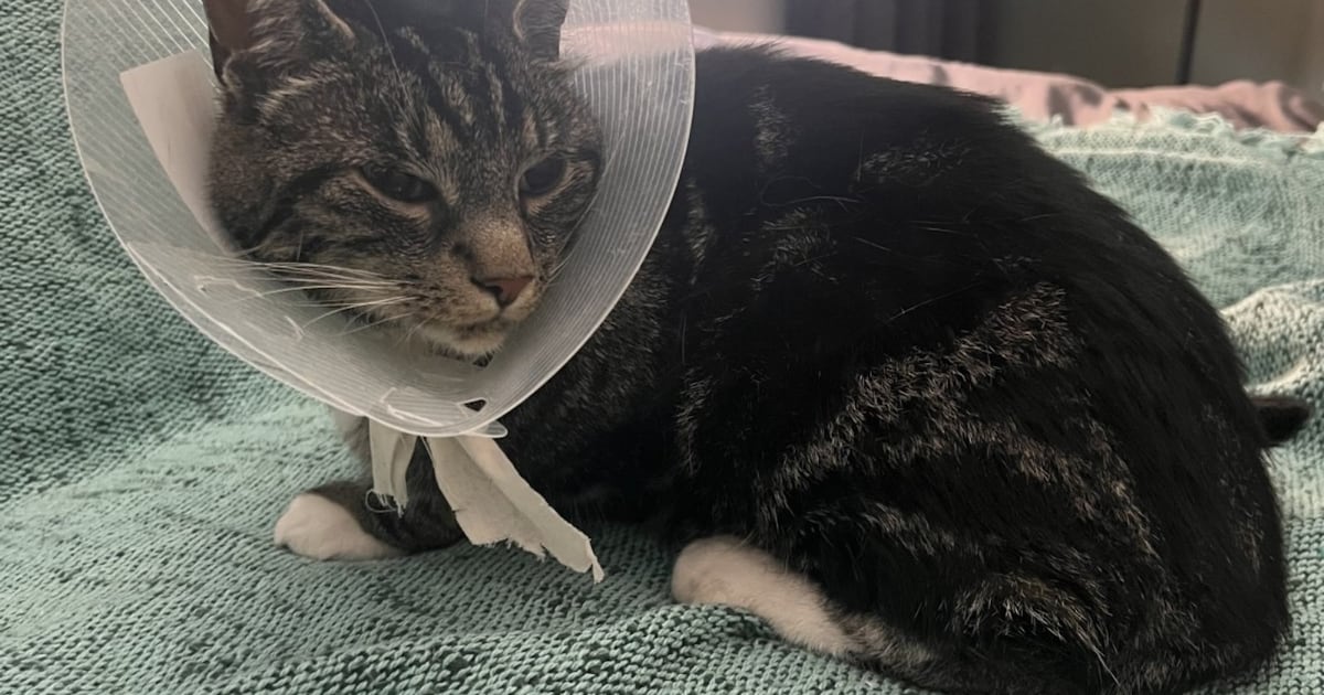 Heb jij Floki, Tommy of Binx gezien? Deze vier huisdieren worden in Middelburg vermist