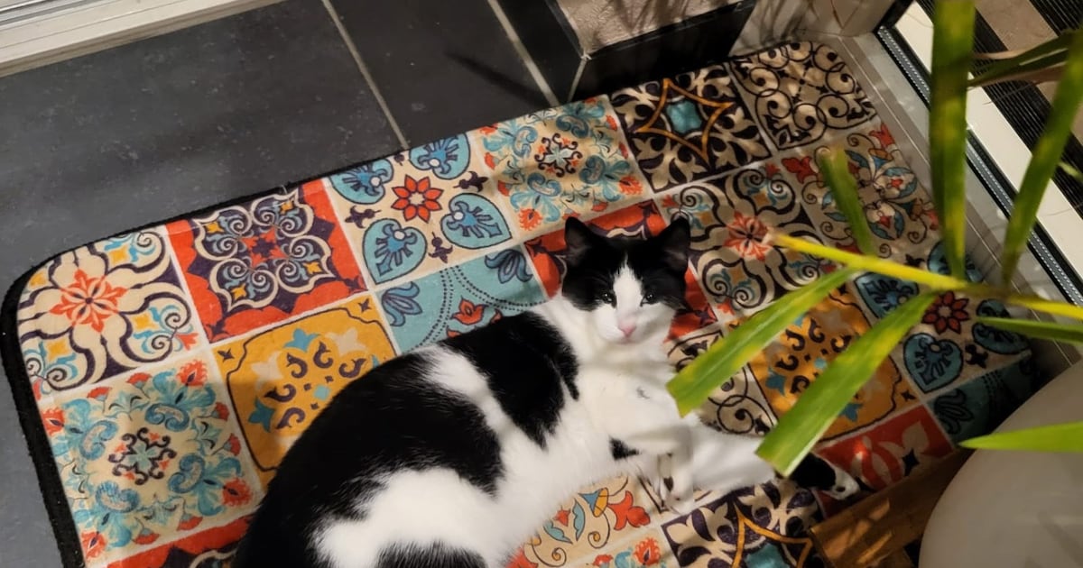 Heb jij Zoe gezien? Dit huisdier wordt in Vlissingen vermist