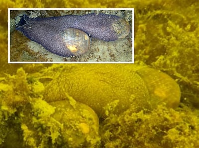 Terug van honderdduizend jaar weggeweest: purperkogelzeehaas gespot in Oosterschelde, en dat is uniek voor Nederland