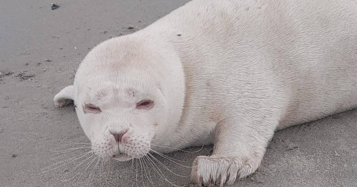 Zeldzame albino-zeehond gevonden op strand van Neeltje Jans